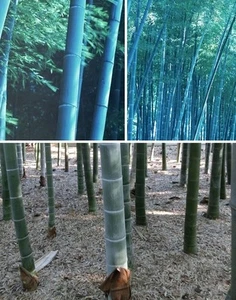blauer winterharter Gartenbambus Bambus für draußen Fargesia papyrifera / Samen - Bild 1 von 1