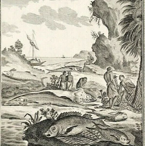 Fish of Sierra Leone engraved print for Middletons original 1777 - Picture 1 of 3