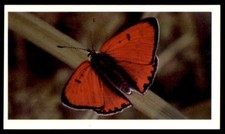 Grandee British Butterflies 1983 - Large Copper No. 22