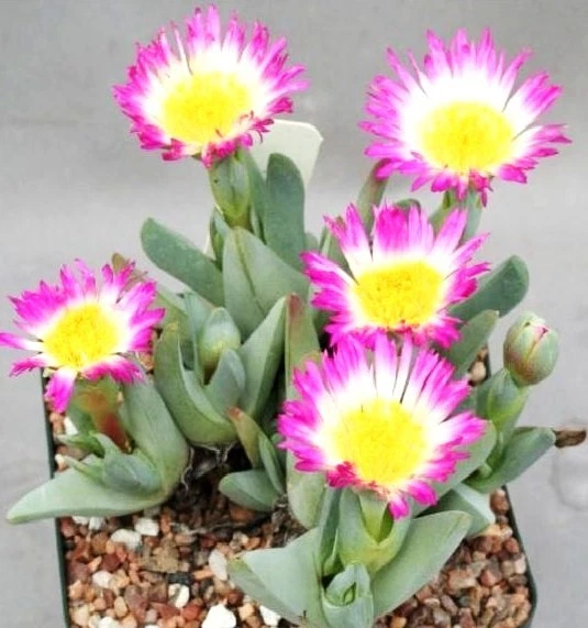 Cheiridopsis Schlechteri, pedras vivas mesembs raras semente de cacto exótico 50 SEMENTES - Imagem 1 de 1