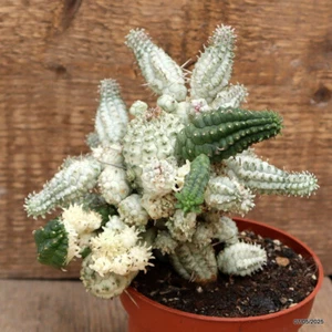 D3945 EUPHORBIA SUBMAMMILLARIS VARIEGATED Topf10,5-H15-B16 cm MaMa Kaktus - Bild 1 von 4