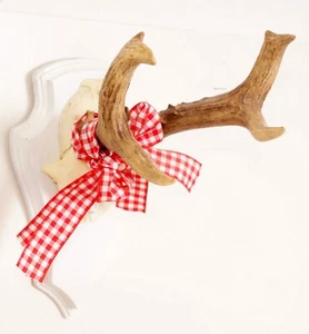 Schönes 6ender Rehgehörn auf Trophäenbrett Landhausstil Roe Deer Trophy - Picture 1 of 3