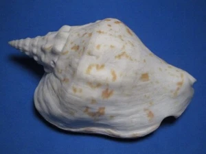 Strombus thersites Swainson, 1823 "DIFFICULT TO OBTAIN!" (139.3mm) - Picture 1 of 9