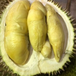 BeauFlora Hybrid Durian ( Golden Phoenix  , Seedling ) Exotic 1 Bare-Root Plant - Foto 1 di 3