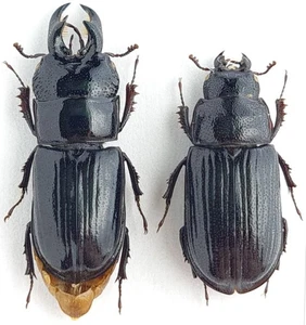 Lucanidae Ceruchus chrysomelinus C Russia - Foto 1 di 1