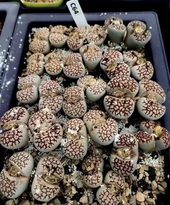 SEEDS-C64 Lithops julii ssp. julii(Selection of varieties ）30 Seeds - Bild 1 von 1
