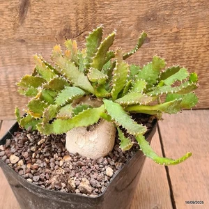 D6477 EUPHORBIA STELLATA BIG CAUDEX pot12-H14-W18 cm MaMa Cactus - Picture 1 of 4