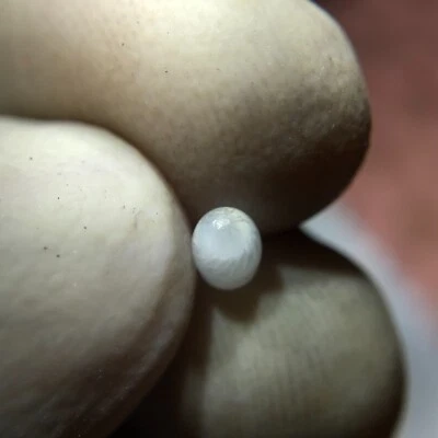 Natural Wild Tridacna White Clam Pearl 0.38ct with AA Flame - Image 1 of 4