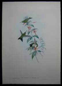 1861 Original Gould Kolibri Osberts Smaragd Chorostilbon Osberti 352 1. Auflage - Bild 1 von 4