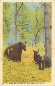 Schwarzbär und Jungtiere Banff Nationalpark Kanada Postkarte - Bild 1 von 2