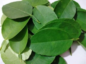 getrocknete Limettenblätter Bio rein natur Premium Qualität Ceylon Kräuter Dins - Bild 1 von 4