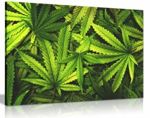 Marijuana Cannabis Leaf Canvas Wall Art Picture Print - Picture 1 of 1