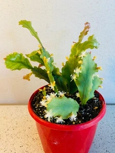 Rhipsalis Goebeliana - Picture 1 of 3