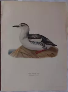 CROMOLITOGRAFIA UCCELLI BIRDS SVENSKA URIA NERA BLACK GUILLEMONT ORNITOLOGIA 924 - Imagen 1 de 1