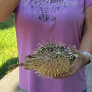 9 inch Porcupine Blowfish Puffer fish w/hanger taxidermy #43224