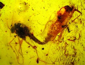 Insectos de apareamiento en ámbar fósil - Báltico - sexo genuino de insectos voladores  - Imagen 1 de 5