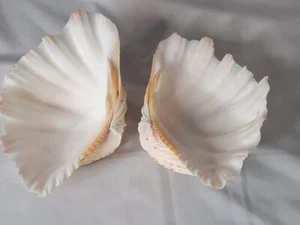 Bear Paw Hippopus Clam Shells, Natural Soap Dish - Picture 1 of 5