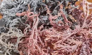 Full Spectrum Sea Moss From St. Lucia - Bulk Dried 4oz. - Picture 1 of 1