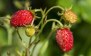 105 Stück Walderdbeeren bewurzelte Jungpflanzen/Ableger winterhart Bodendecker - Bild 1 von 7