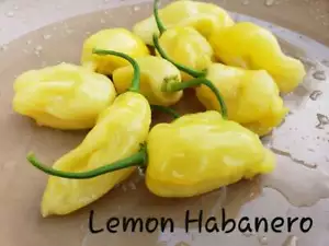 SEMI DI PEPE GIALLO LIMONE HABANERO NON OGM super caldi OUCH ESOTICO GUARDA FUORI! - Foto 1 di 10