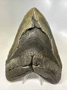 Diente de tiburón Megalodon 6,05 pulgadas - masivo - fósil real - natural - raro 15778 - Imagen 1 de 8