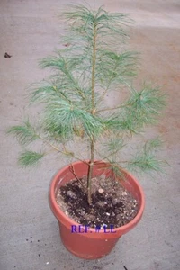 Live Tree 20” – 22” Eastern White Pine Tree – Pinus strobus – $14.00 each - Picture 1 of 7