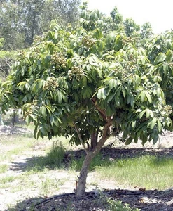 Nice Size 7gal KOHALA Hawaiian Variety Longan Tree. - Picture 1 of 12