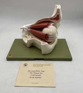 Somso CS2 Eyeball with Part of Orbit, 3x Enlarged Eye Anatomical Model - Picture 1 of 7