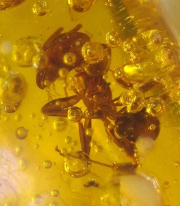 Worker Ant with Water Bubble Enhydro in Dominican Amber Fossil Gemstone - Picture 1 of 12
