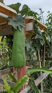30+ Loofah seeds Organic luffa gourd vegetable fresh Uncle Charley Farm garden - Picture 1 of 1