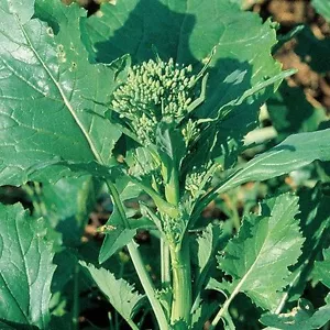 1400 SEMI CIMA DI RAPA 120° TESTA GROSSA 2 GRAMMI "SPEDIZIONE GRATUITA" - Foto 1 di 1