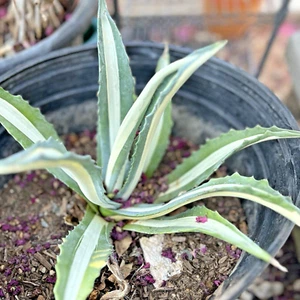 Agave Americana Mediopicta Alba Rooted VARIEGATED Bareroot Succulent Landscape - Picture 1 of 14