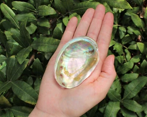Abalone Shell Mini 2" - 2,5" (Muschel Räuchergefäß, Smudge Bowl/Halter) - Bild 1 von 11