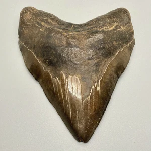 Brown 5.73" Fossil MEGALODON Shark Tooth - Massive Wide Meg! - Picture 1 of 6
