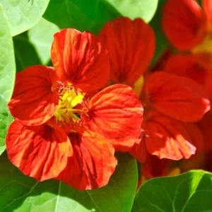 NASTURTIUM MAHOGANY GLEAM Tropaeolum majus 5+ Seeds EDIBLE FLOWER Ed 097 - Picture 1 of 1