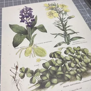 Botanische Holz Sauerampfer Primel gefleckte Orchidee für Papierschnitt 3D Kunst Decoupage - Bild 1 von 16