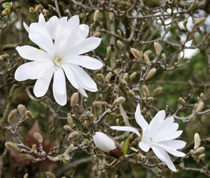 Stern-Magnolie Magnolia stellata Pflanze 25-30cm Sternmagnolie Magnolie Rarität - Bild 1 von 2