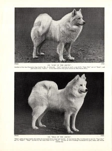 1930s Vintage Samoyed Print Champions Riga & Surf of the Arctic Samoyeds 6276g - Picture 1 of 1