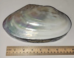 Große polierte Muschelschale Box wie abgebildet - Bild 1 von 6