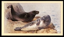 Grandee British Mammals 1982 - Grey Seal No. 8