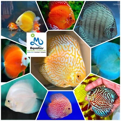 Pack Of 4 Discus Fish - Random Pick - All Beautiful Fish 3.5in -Suprise YourSelf - Image 1 of 4