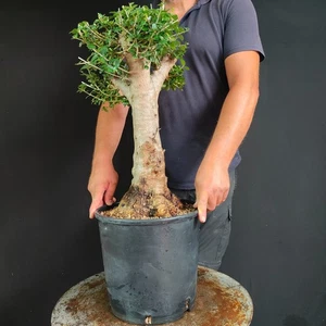 PRE BONSAI ESEMPLARE DI OLIVASTRO - Foto 1 di 9