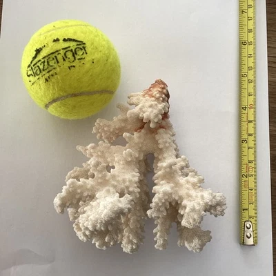 Coral piece 11cm  vintage - Image 1 of 4