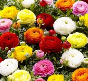 Ranunculi: Harmony : $40 For 10 Bulbs : Free Postage - Picture 1 of 1