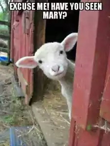 Funny Lamb refrigerator magnet 3 1/2 x 3 1/2 " - Picture 1 of 1
