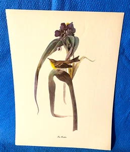 Impresión a color de curruca de pino Audubon 9x12 Loc C - Imagen 1 de 5
