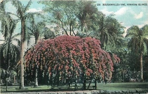 Postal de curiosidades isla privada vid buganvillas islas hawaianas C1910 25-734 - Imagen 1 de 2