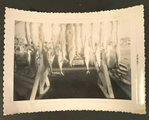 Foto antigua vintage de un racimo entero de peces en exhibición después de un día de pesca #4648 - Imagen 1 de 1