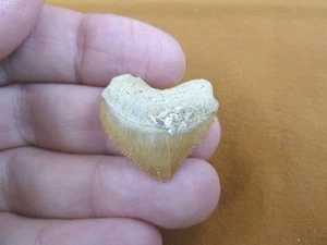 S1710-15) HEART Fossil SQUALICORAX Crow Raven Shark Tooth teeth necklace pendant - Picture 1 of 1