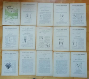 Icones Florae Alpinae Plantarum Fascicule 6 18 planche L MARRET Sciences Naturel - Picture 1 of 10